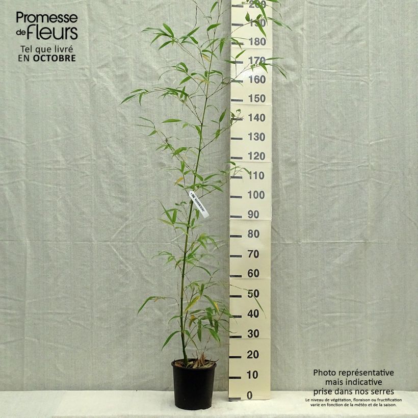 Exemplar von Gelber Furchen Bambus Aureocaulis - Phyllostachys vivax Topf mit 4L/5L wie im Herbst geliefert