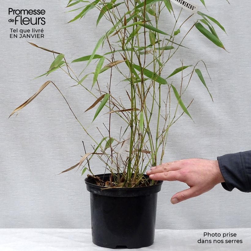 Exemplar von Gelber Furchen Bambus Huangwenzhu - Phyllostachys vivax Topf mit 4L/5L wie im Winter geliefert