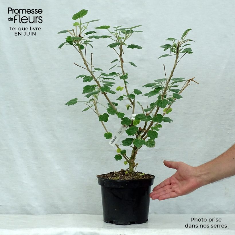 Exemplar von Phymosia umbellata Topf mit 4L/5L wie im Sommer geliefert