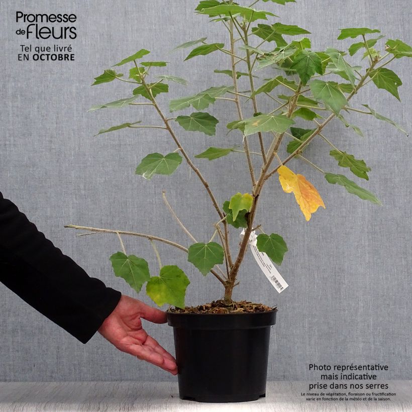 Exemplar von Phymosia umbellata Topf mit 4L/5L wie im Herbst geliefert