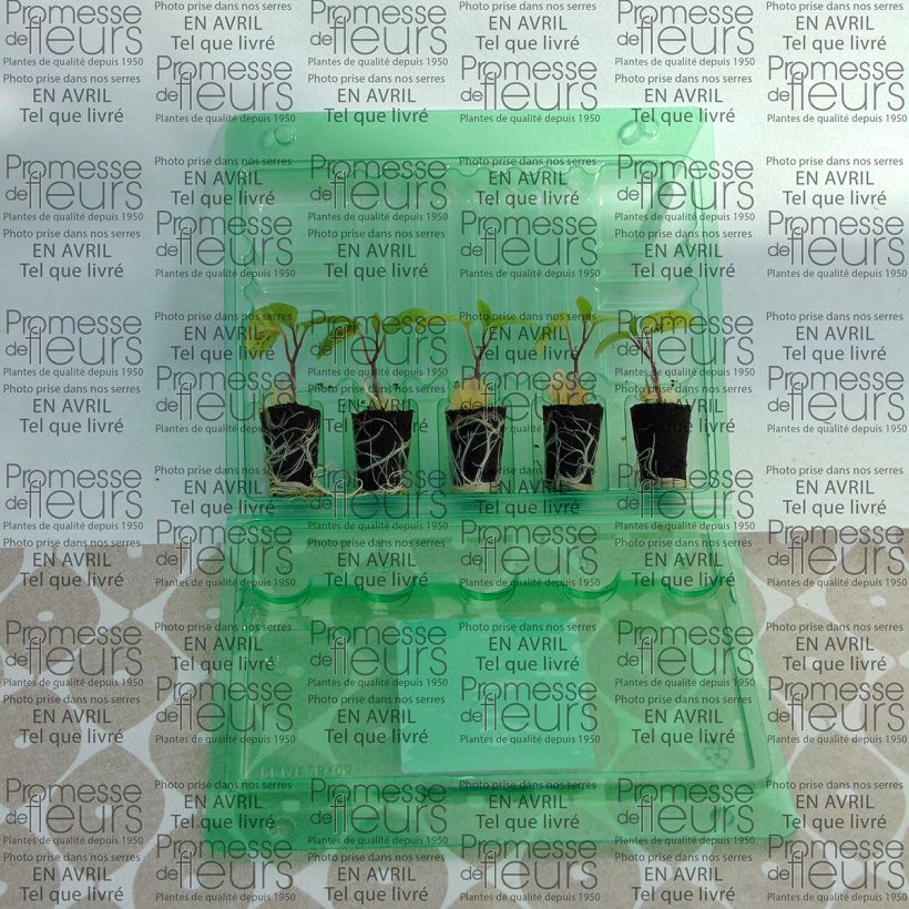 Beispiel eines Exemplars von Andenbeere Goldita - Physalis peruviana Mini-Plug Ø 3/4 cm wie geliefert