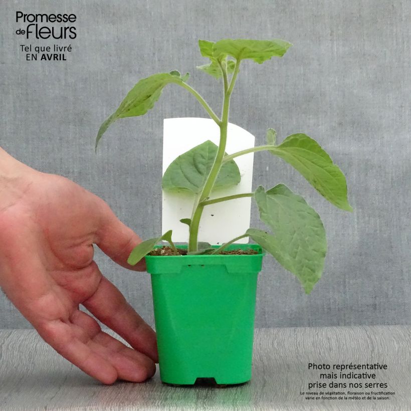 Exemplar von Andenbeere Goldita - Physalis peruviana Topf 10 cm/11cm wie im Frühjahr geliefert