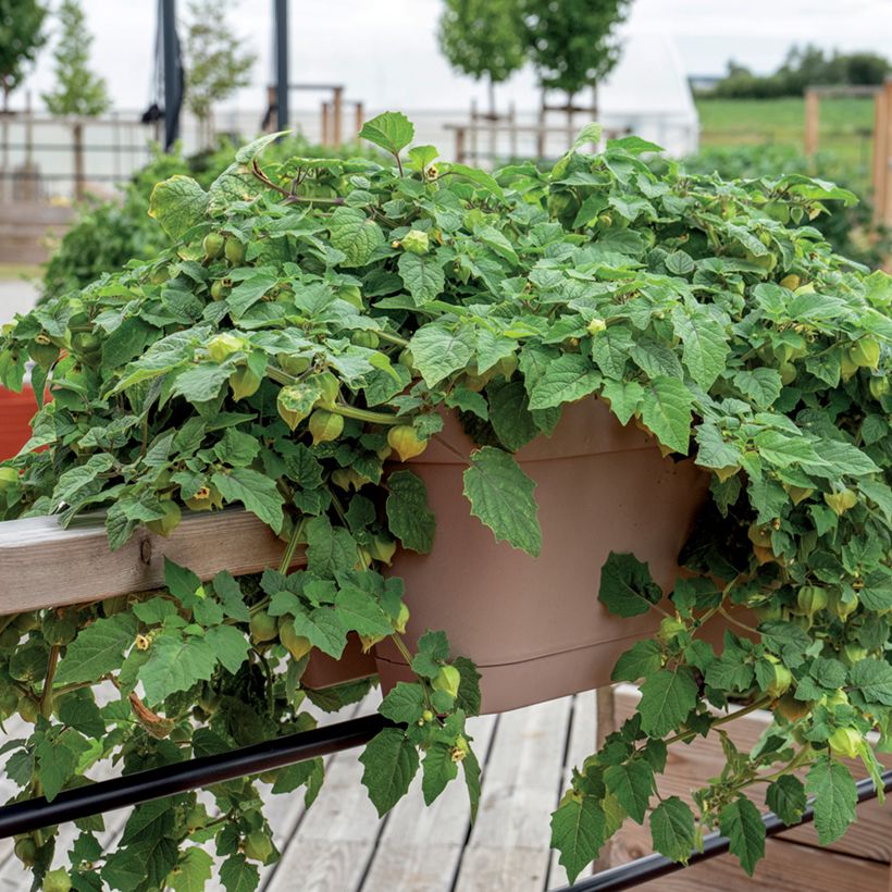 Erdkirsche Preciosa Pflanzen - Physalis pruinosa (Hafen)