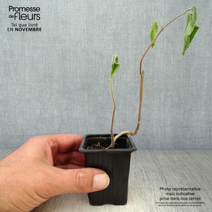 Exemplar von Andenbeere Bio - Physalis peruviana Kleine Töpfe von 7/8 cm wie im Herbst geliefert