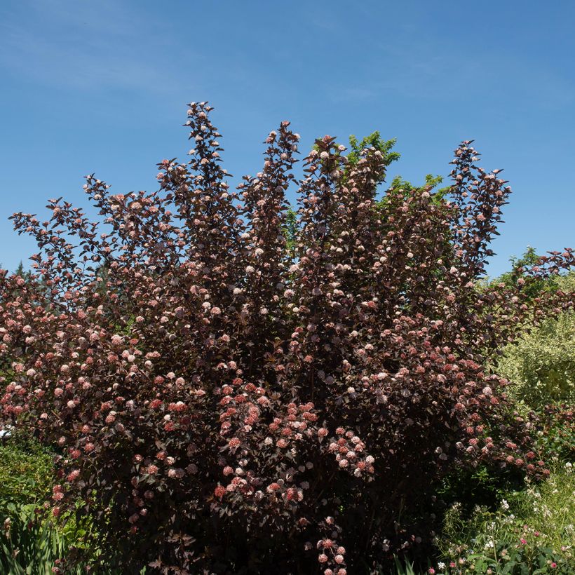 Blasenspiere Diable D'Or - Physocarpus (Hafen)