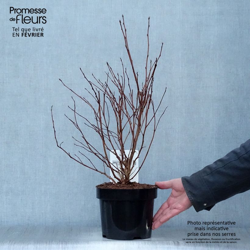Exemplar von Gelbe Blasenspiere Dart's Gold - Physocarpus Topf mit 3L/4L wie im Winter geliefert