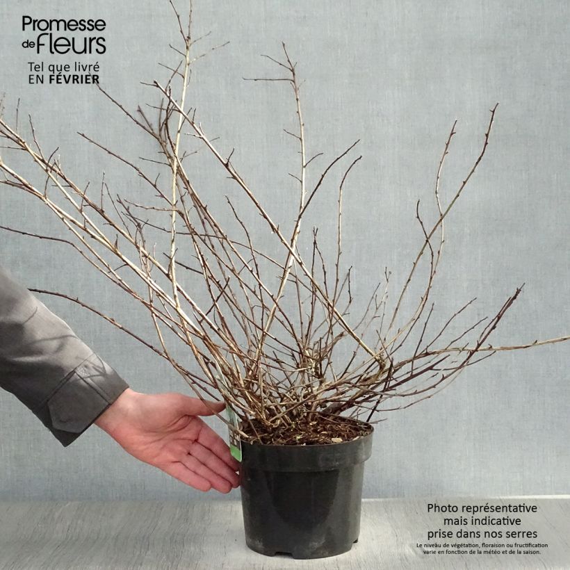 Exemplar von Blasenspiere Tilden Park - Physocarpus capitatus Topf mit 3L/4L wie im Winter geliefert