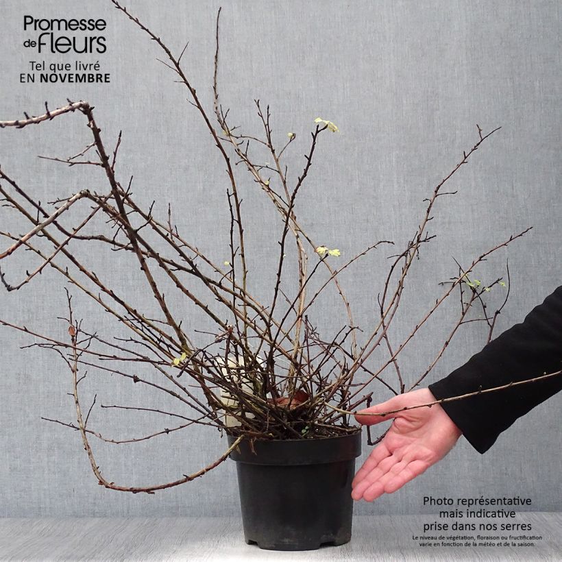 Exemplar von Blasenspiere Tilden Park - Physocarpus capitatus Topf mit 3L/4L wie im Herbst geliefert