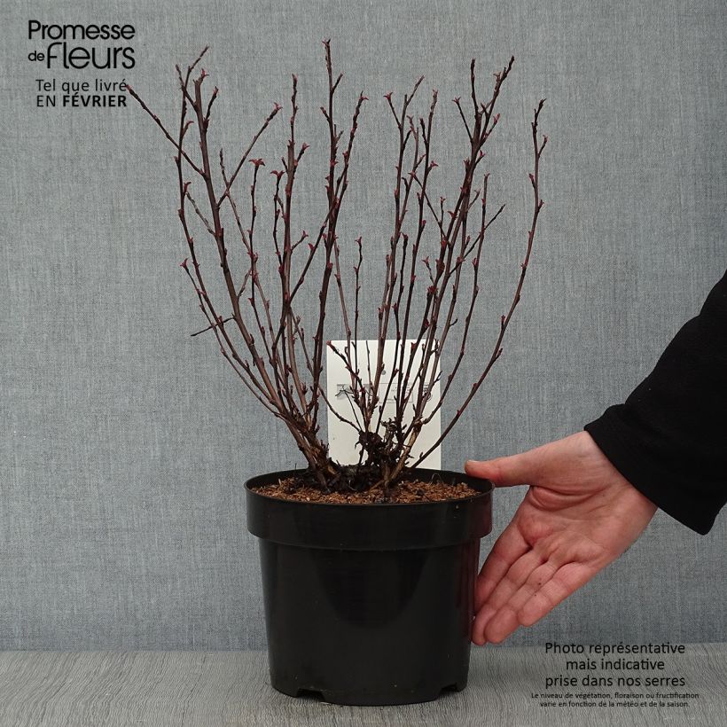 Exemplar von Blasenspiere All Black - Physocarpus Topf mit 3L/4L wie im Winter geliefert