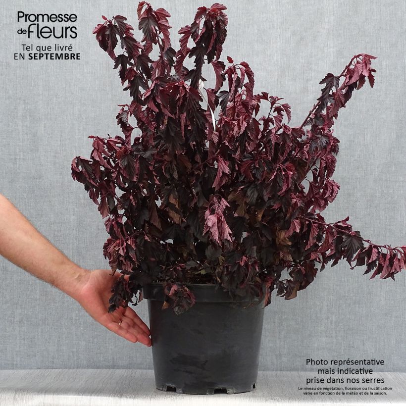 Exemplar von Blasenspiere All Black - Physocarpus Topf mit 7,5L/10L wie im Herbst geliefert