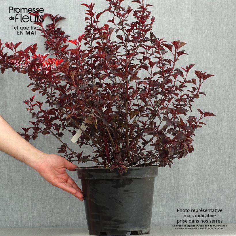 Exemplar von Blasenspiere All Black - Physocarpus Topf mit 7,5L/10L wie im Frühjahr geliefert