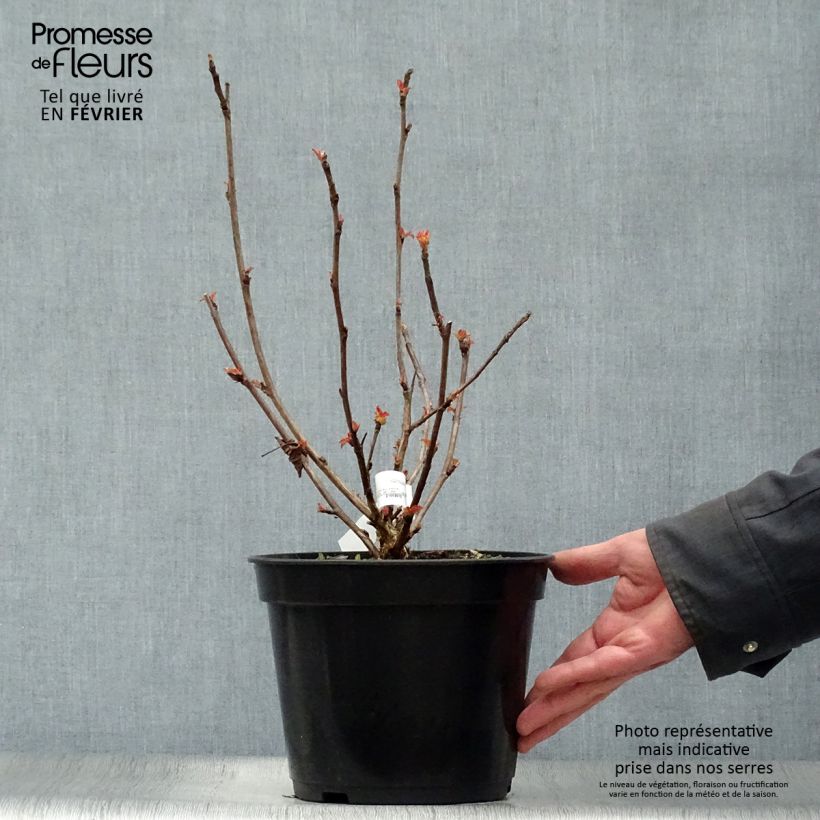 Exemplar von Blasenspiere Amber Jubilee - Physocarpus Topf mit 3L/4L wie im Winter geliefert