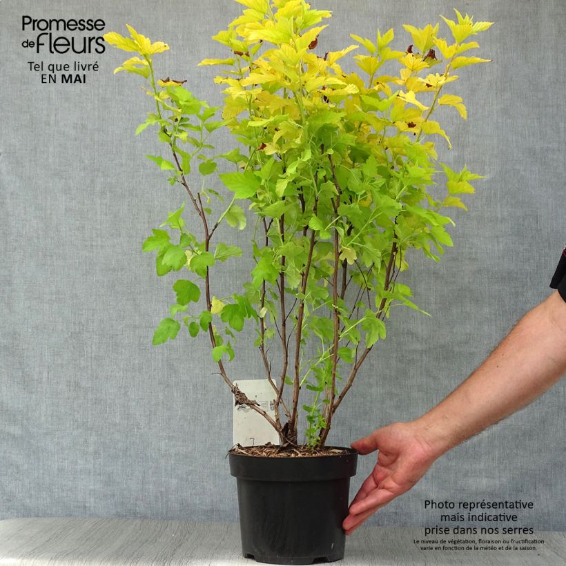Exemplar von Blasenspiere Angel Gold - Physocarpus Topf mit 3L/4L wie im Frühjahr geliefert