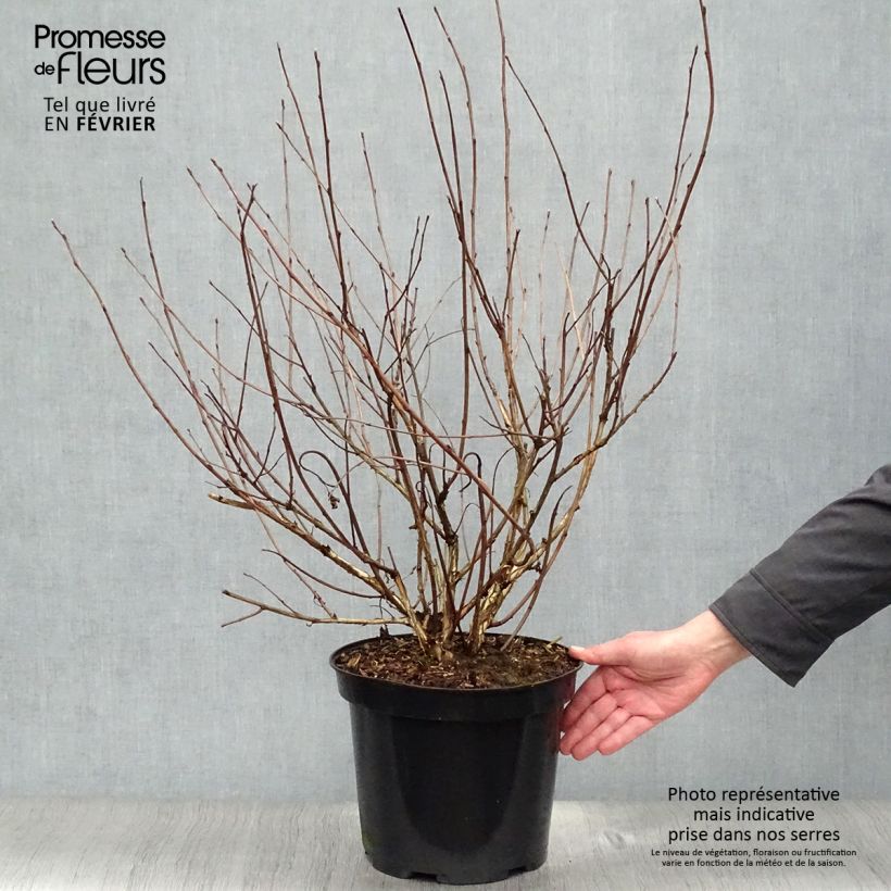 Exemplar von Dunkelrote Blasenspiere Diabolo - Physocarpus Topf mit 6L/7L wie im Winter geliefert