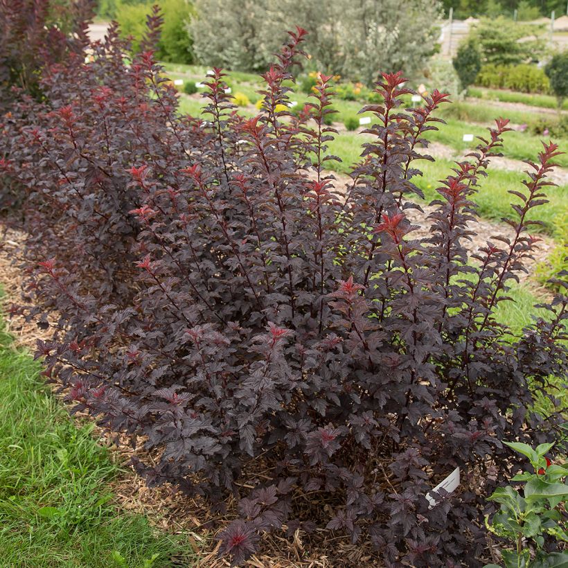 Blasenspiere Fireside 'UMN Harpell' First Editions® - Physocarpus (Hafen)