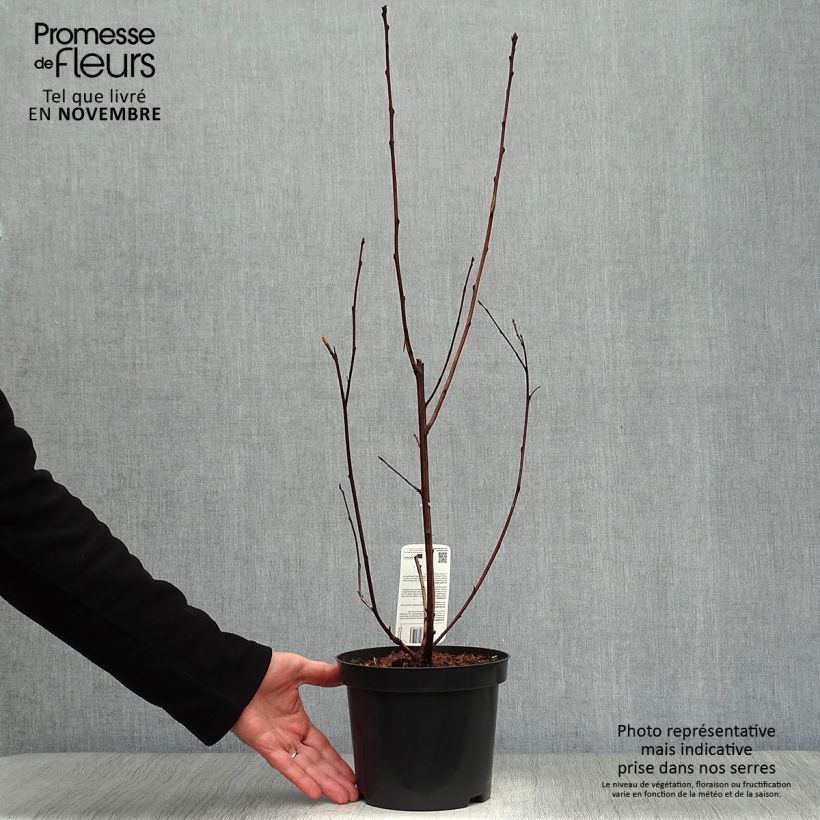 Exemplar von Blasenspiere Lady in Red - Physocarpus Topf mit 3L/4L wie im Herbst geliefert