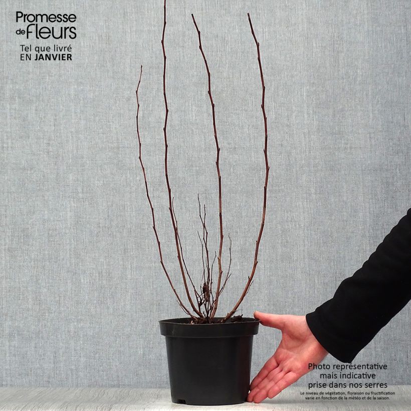 Exemplar von Blasenspiere Little Angel - Physocarpus Topf mit 2L/3L wie im Winter geliefert