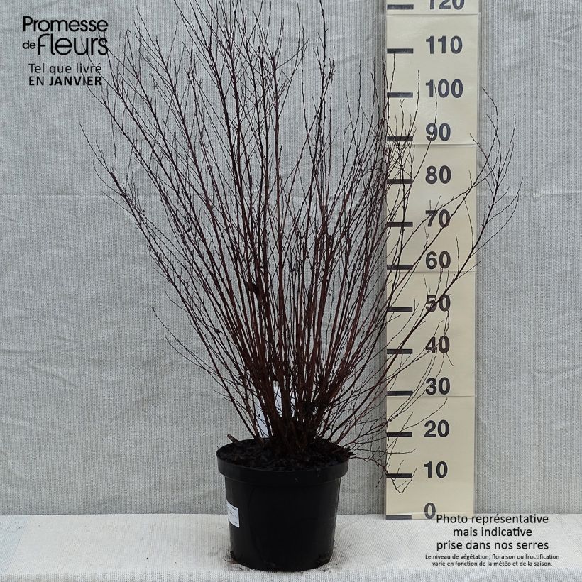 Exemplar von Blasenspiere Little Devil - Physocarpus Topf mit 7,5L/10L wie im Winter geliefert