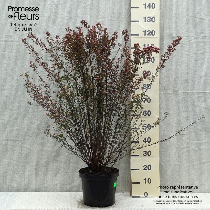 Exemplar von Blasenspiere Little Devil - Physocarpus Topf mit 7,5L/10L wie im Frühjahr geliefert