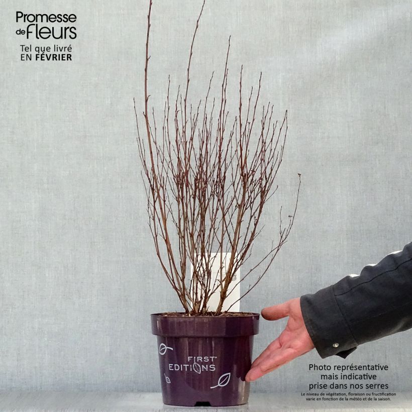 Exemplar von Blasenspiere Little Devil - Physocarpus Topf mit 3L/4L wie im Winter geliefert