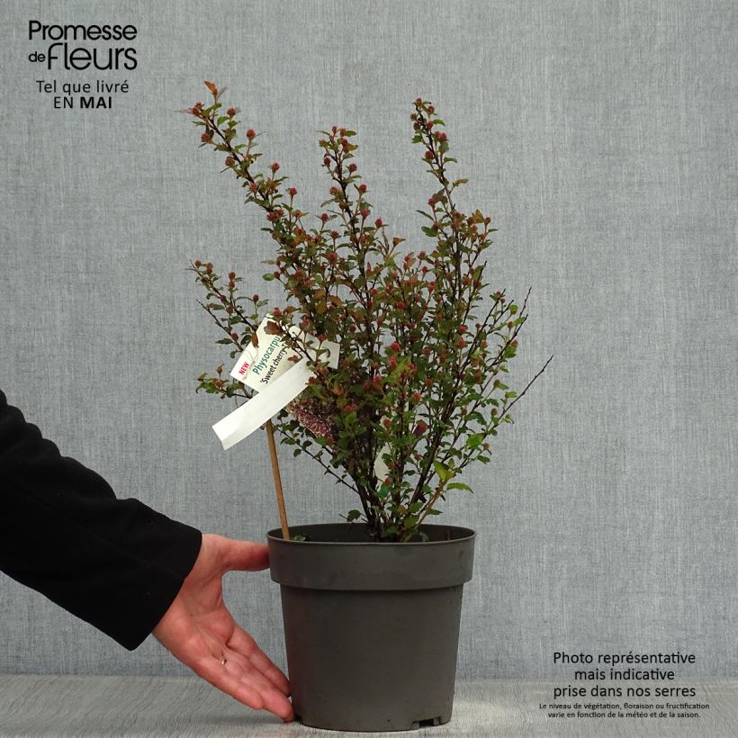 Exemplar von Blasenspiere Magic Sweet Cherry Tea - Physocarpus Topf mit 3L/4L wie im Frühjahr geliefert