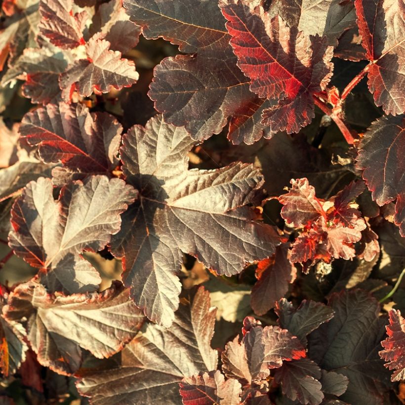 Blasenspiere Perspektiva - Physocarpus (Laub)
