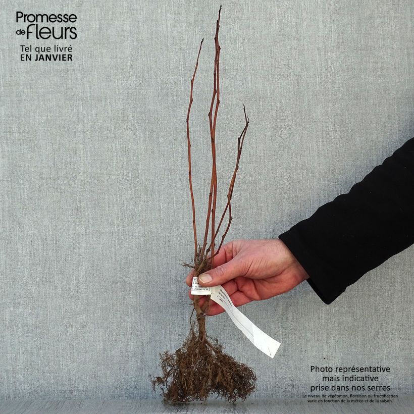 Exemplar von Blasenspiere - Physocarpus Wurzelnackt wie im Winter geliefert