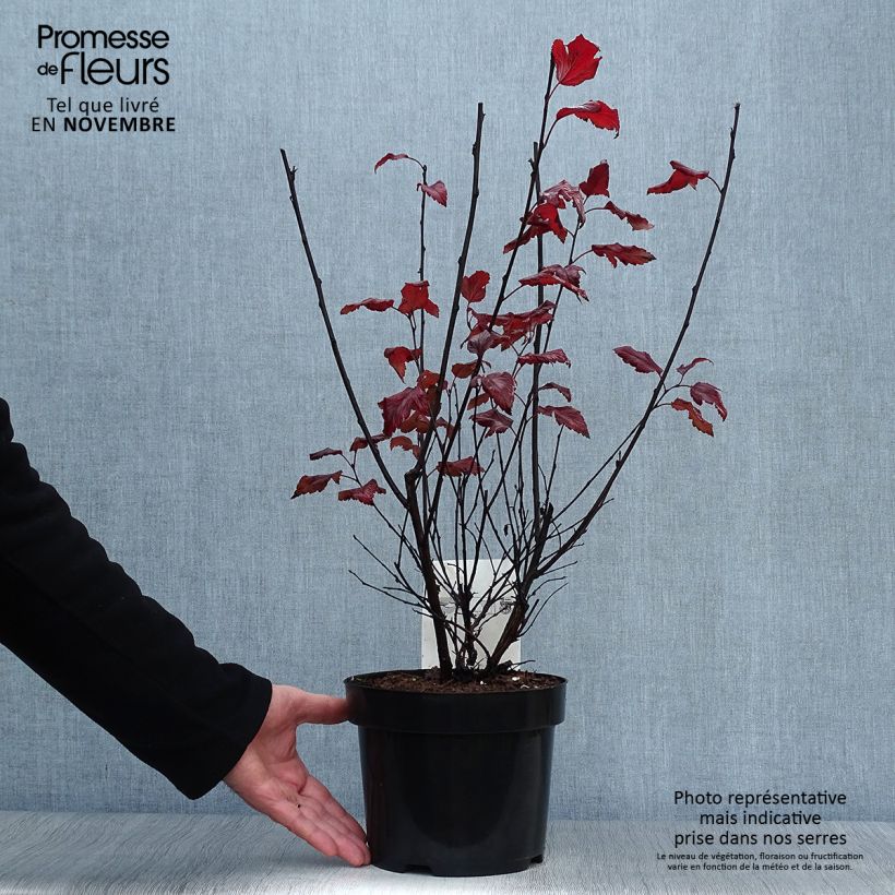 Exemplar von Blasenspiere Summer Wine - Physocarpus Topf mit 3L/4L wie im Herbst geliefert