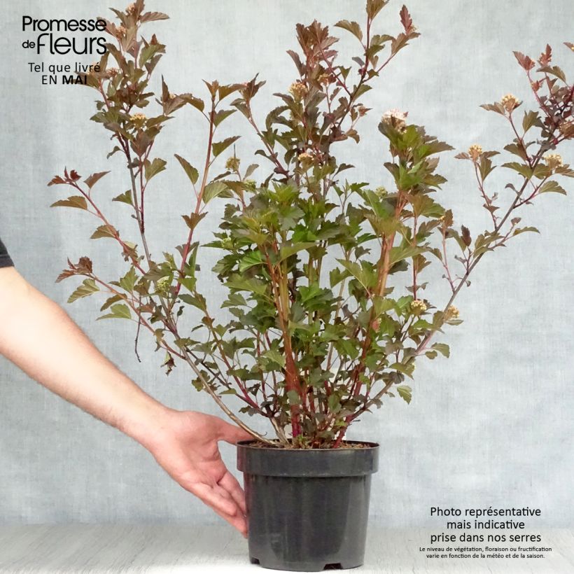 Exemplar von Blasenspiere Summer Wine - Physocarpus Topf mit 3L/4L wie im Frühjahr geliefert