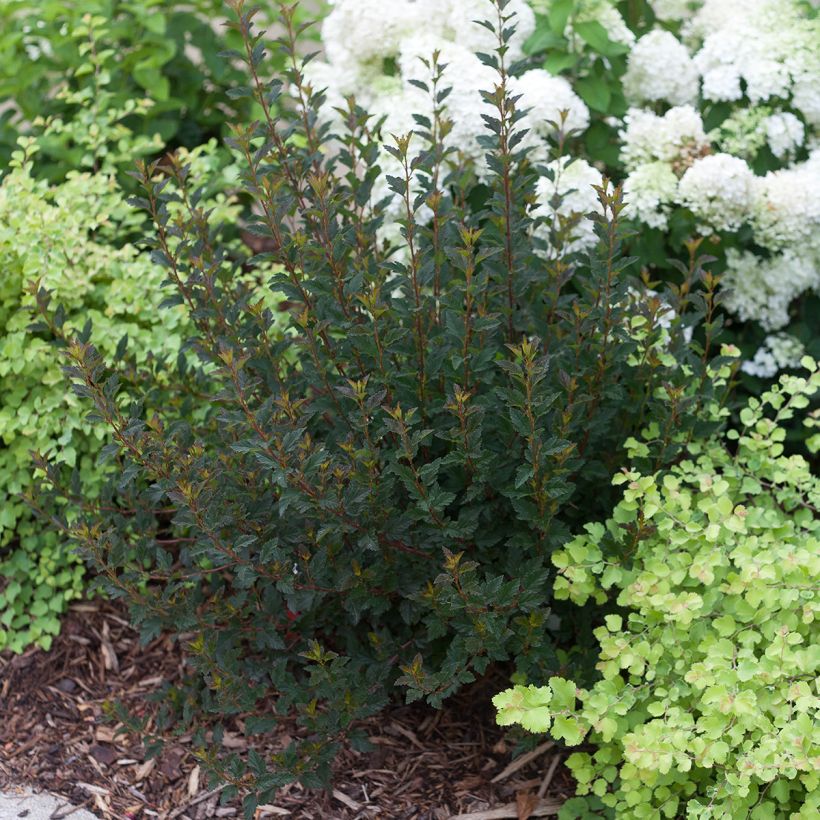 Blasenspiere Tiny Wine® Proven Winners® - Physcocarpus (Hafen)