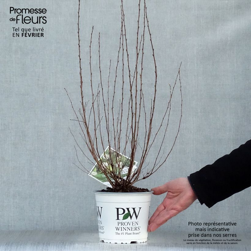 Exemplar von Blasenspiere Tiny Wine Gold - Physocarpus Topf mit 2L/3L wie im Winter geliefert
