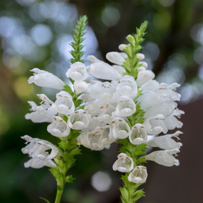Physostegia virginiana Alba - Gelenkblume (Blüte)