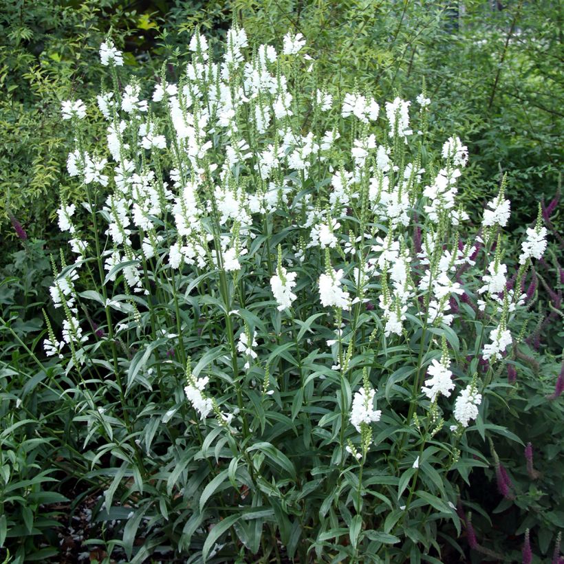 Physostegia virginiana Alba - Gelenkblume (Hafen)