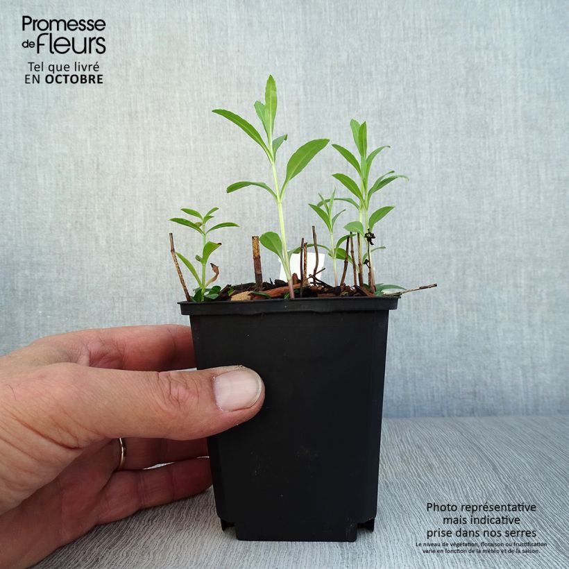 Exemplar von Physostegia virginiana Red Beauty - Gelenkblume Kleine Töpfe von 8/9 cm wie im Herbst geliefert