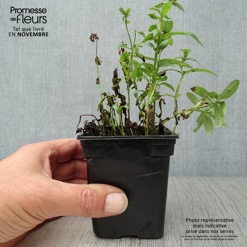 Exemplar von Physostegia virginiana Summer Snow - Gelenkblume Kleine Töpfe von 7/8 cm wie im Herbst geliefert