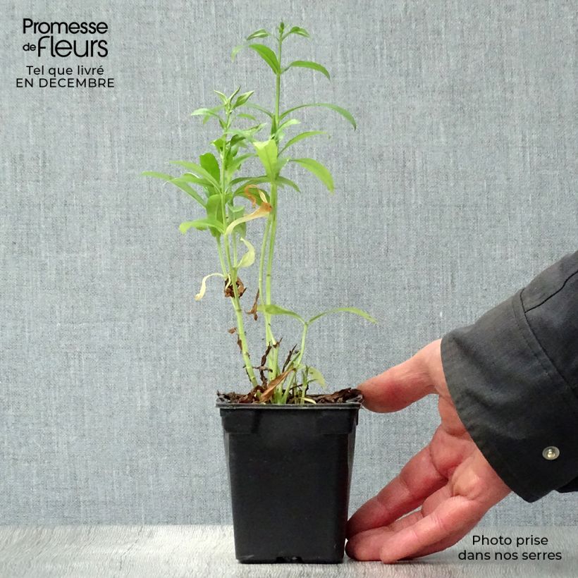 Exemplar von Physostegia virginiana Summer Snow - Gelenkblume Kleine Töpfe von 7/8 cm wie im Winter geliefert