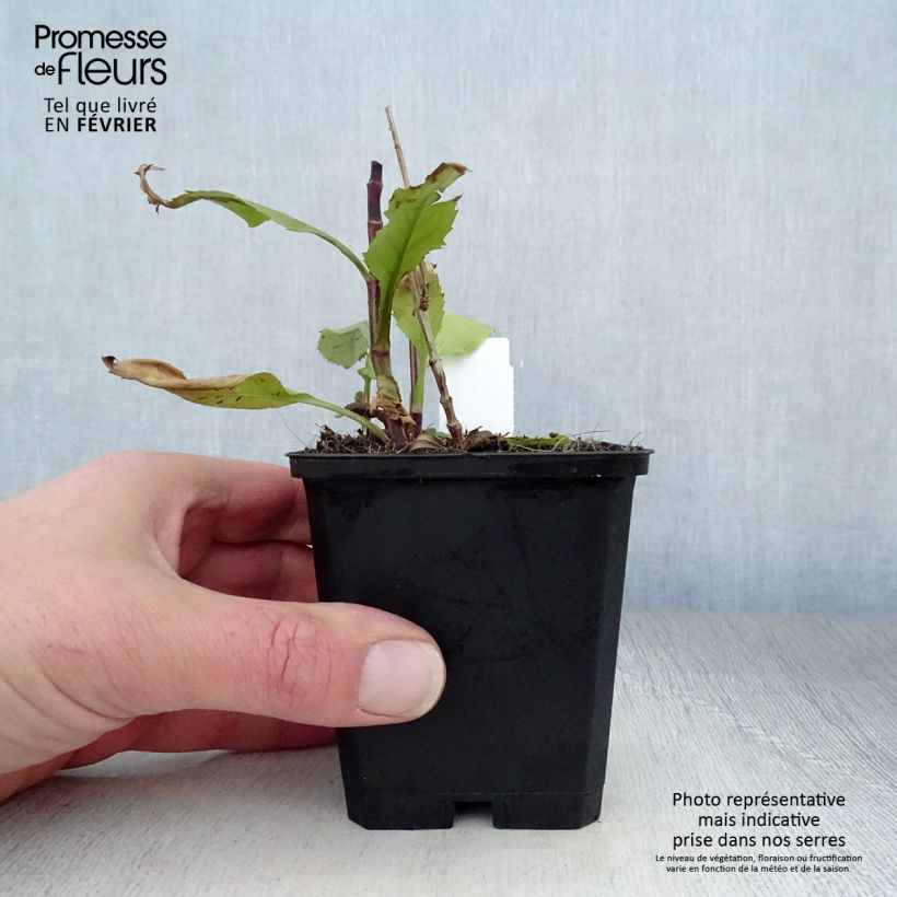 Exemplar von Physostegia virginiana Vivid - Gelenkblume Kleine Töpfe von 8/9 cm wie im Winter geliefert