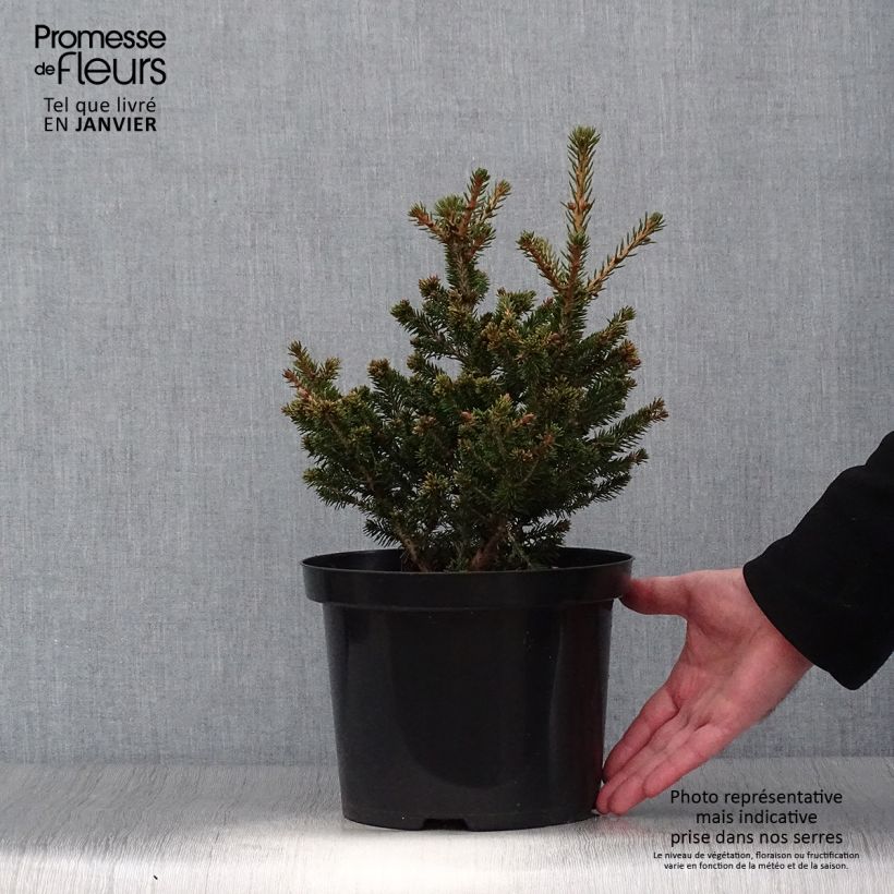 Exemplar von Picea abies Will's Zwerg Topf mit 7,5L/10L wie im Winter geliefert