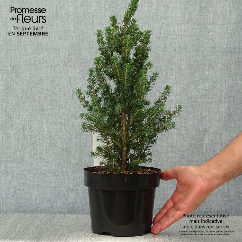 Exemplar von Picea glauca December Topf mit 3L/4L wie im Herbst geliefert