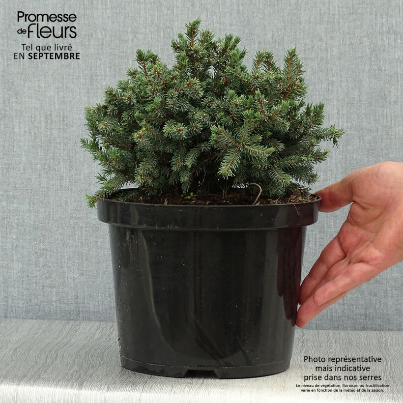 Exemplar von Picea glauca Echiniformis Echt Topf mit 4L/5L wie im Herbst geliefert