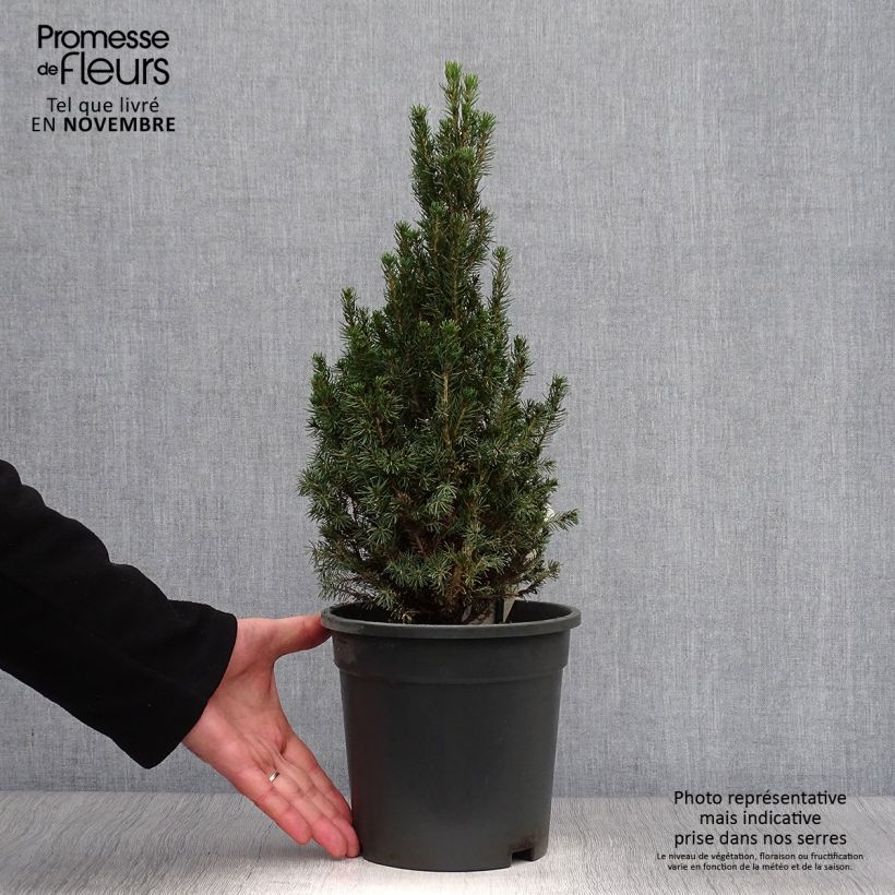 Exemplar von Picea glauca Laurin Topf mit 3L/4L wie im Herbst geliefert