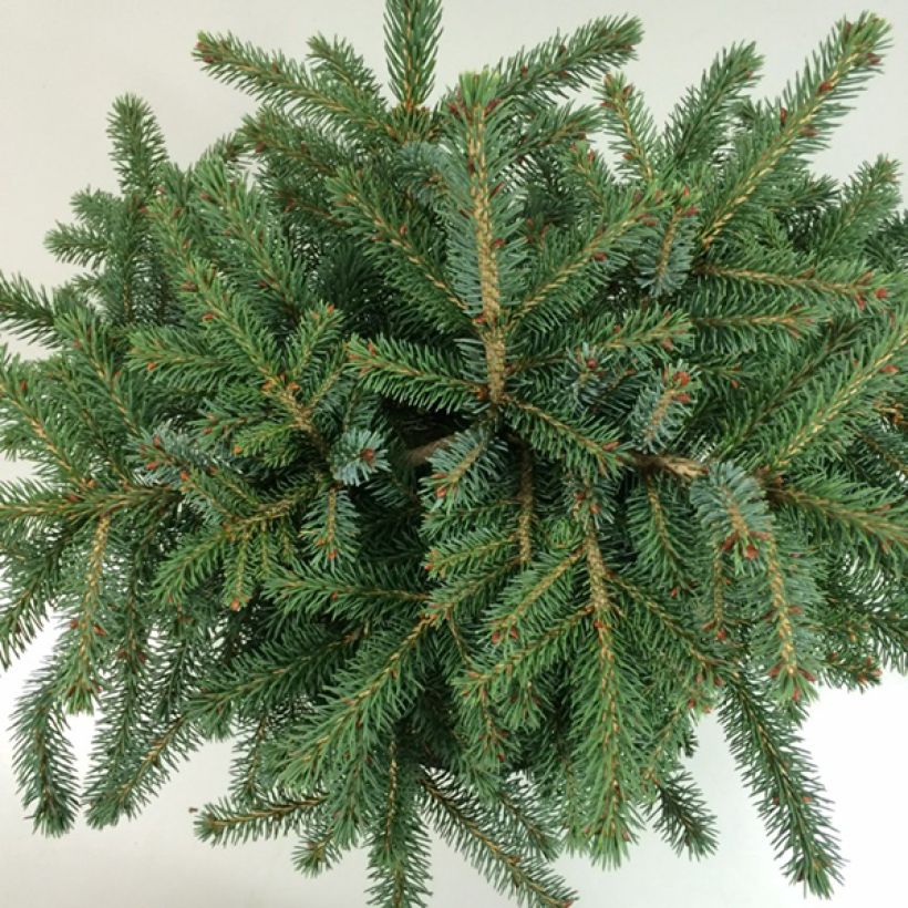 Picea mariana Machala (Laub)