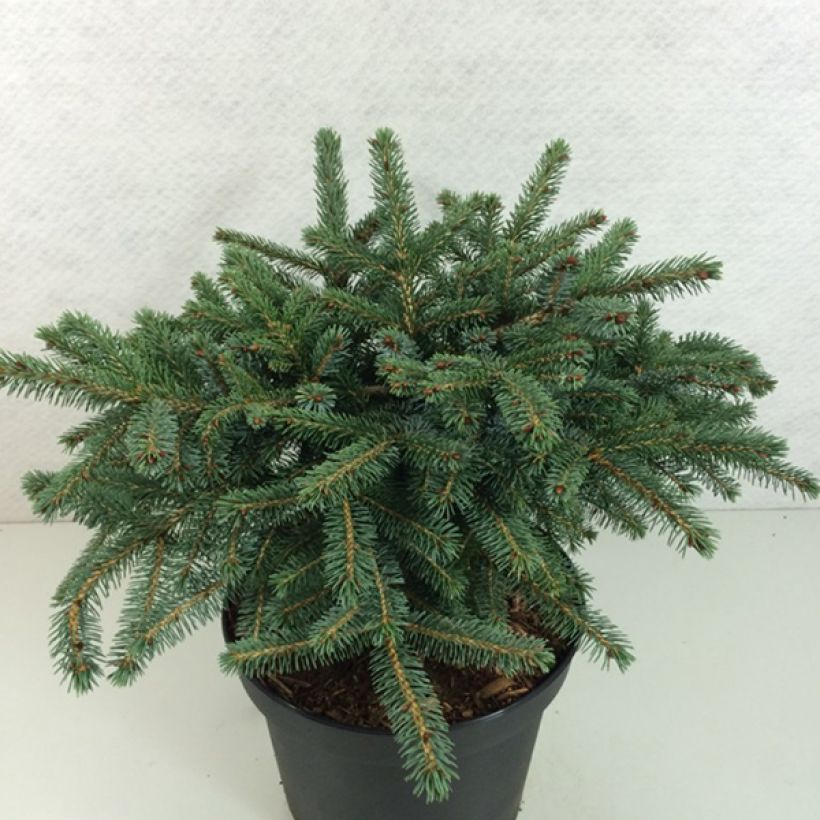 Picea mariana Machala (Hafen)