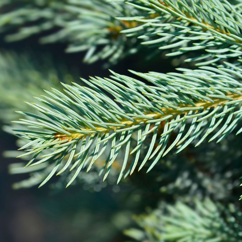 Picea pungens Iseli Fastigiate (Laub)