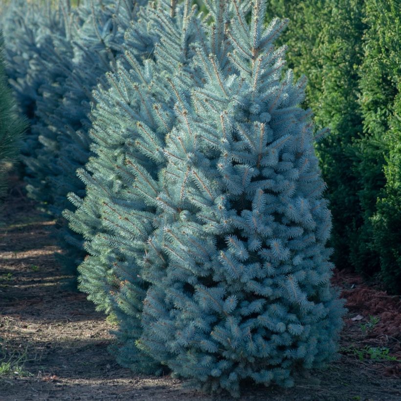 Picea pungens Iseli Fastigiate (Wuchs)