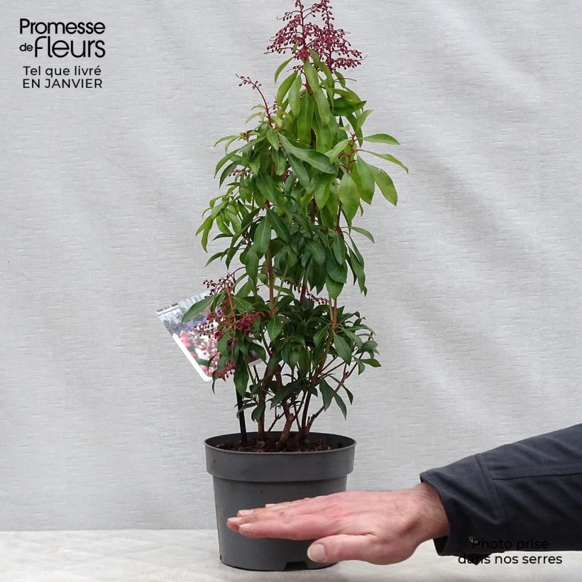 Exemplar von Schattenglöckchen Valley Valentine - Pieris japonica Topf mit 2L/3L wie im Winter geliefert