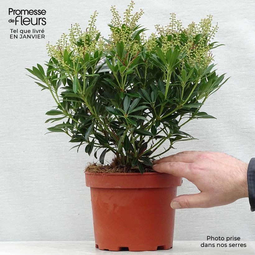 Exemplar von Schattenglöckchen Debutante - Pieris japonica Topf mit 2L/3L wie im Winter geliefert