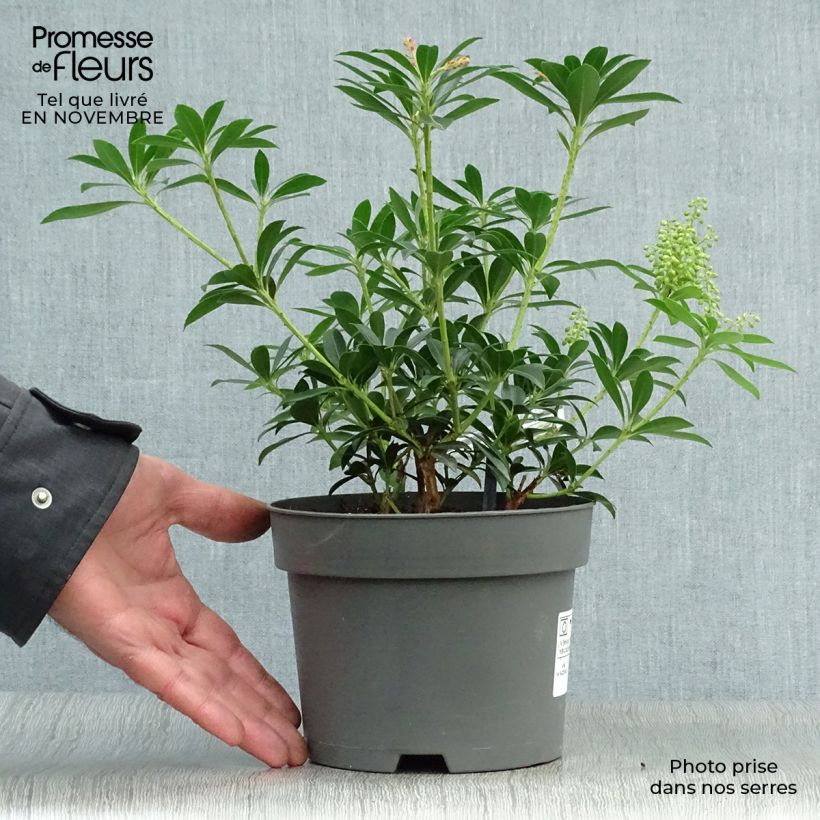 Exemplar von Schattenglöckchen Debutante - Pieris japonica Topf mit 2L/3L wie im Herbst geliefert