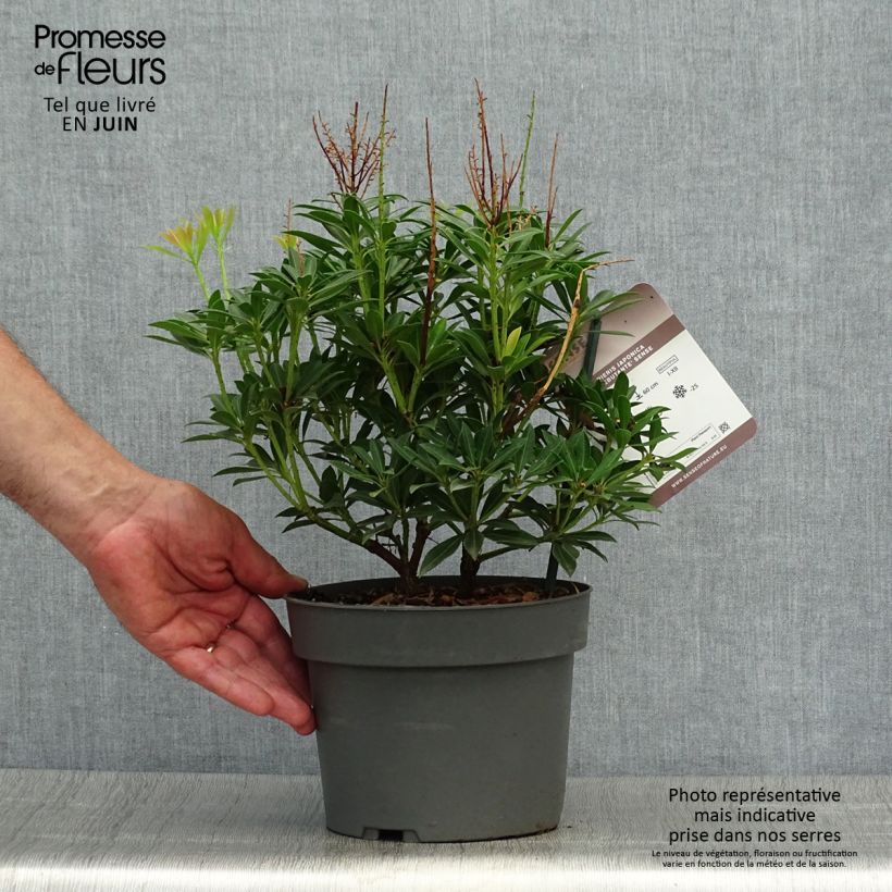 Exemplar von Schattenglöckchen Debutante - Pieris japonica Topf mit 2L/3L wie im Sommer geliefert
