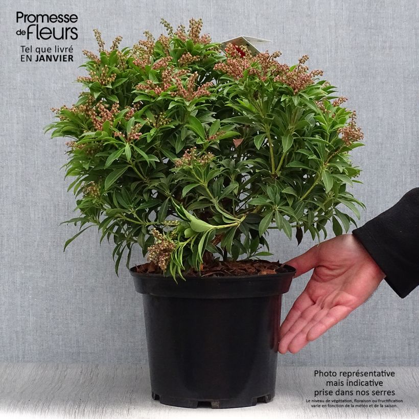 Exemplar von Schattenglöckchen Debutante - Pieris japonica Topf mit 4L/5L wie im Winter geliefert